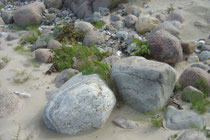 Ostseestrand (Marianne Horn)