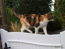 Chat Chouquette