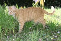 Le chat dans le jardin.