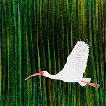 American White Ibis