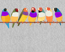 Lady Gouldian Finches