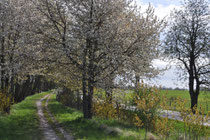 Rügen