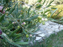 ah les belles olives