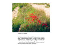 PRESENTAZIONE di “La scrittura come frammento di speranza” Edizioni di Terrenuove e La Vita Felice con Cinzia Chiesa 13 e 14 agosto 2025 prima della proiezione del ﬁlm “Happy Holidays" del regista palestinese Scandar Copti