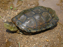 Maurische Bachschildkröte (Mauremys leprosa)