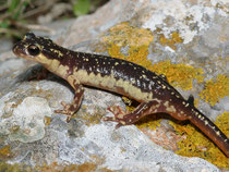 Karpathos-Salamander (Lyciasalamandra helverseni)
