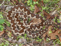 Hornotter (Vipera ammodytes)