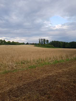 "Bissendorf 1", 2023