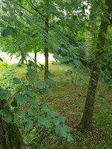 "Schledehausen 4", 2023