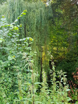 "Schledehausen 1", 2023