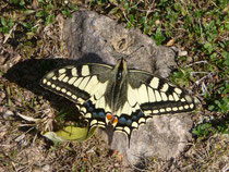 Schwalbenschwanz (Papilio machaon), Aufnahme Mensfelder Kopf