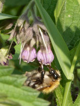 Honigbiene  an Beinwell