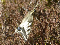Schwalbenschwanz (Papilio machaon), Aufnahme Mensfelder Kopf