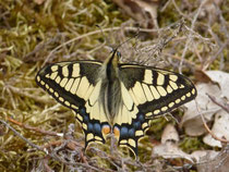 Schwalbenschwanz (Papilio machaon), Aufnahme Mensfelder Kopf)