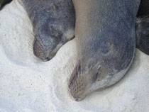 Seelöwen auf Galápagos