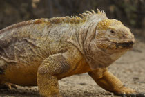Drusenkopf - Galapagos