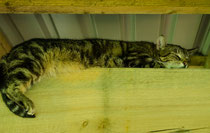 Cats 9