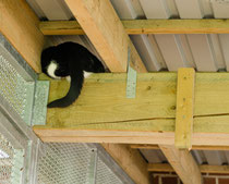 Cats 3