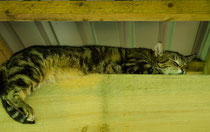Cats 10