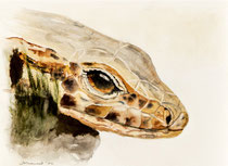Lizard II, Watercolor on handmade paper, 28 x 38 cm, 2010
