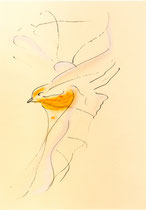 Robin VI, Pastells and ink on paper, 51 x 76 cm, 2003