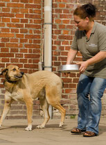 Dogs 3