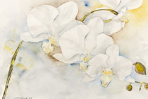 Orchid II, Watercolor on handmade paper, 36 x 50 cm, 2009