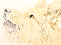Max III, Watercolor on handmade paper, grain fin, 640g, 56 x 76 cm, 2012