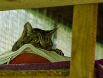 Cats 5