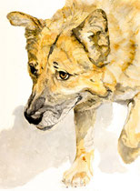 Ronny II, Watercolor on handmade paper, grain fin, 640g, 56 x 76 cm, 2011