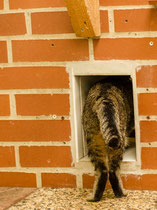 Cats 12
