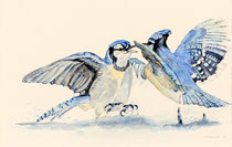 Bluejay II, Watercolor on handmade paper, 38 x 56 cm, 2010