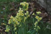Schlüsselblume