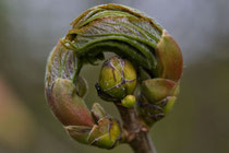 Bergahorn