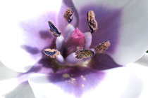 Zweigtulpe