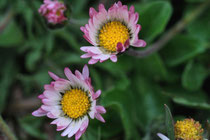 Gänseblümchen
