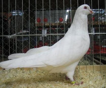 Römer