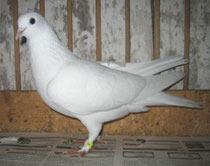 Takla