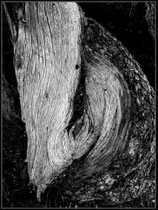 The face of wood.