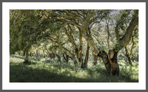 Korkeichenwald in Gallura, Sardinien.