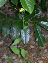 lapsana communis e prunus laurocerasus