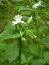 tradeschantia
