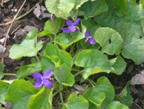 viola odorata violetta mammola viola odorosa