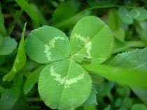 trifolium pratensis trifoglio