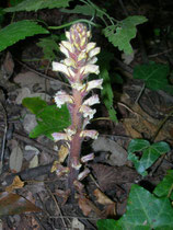 orobanche succiamele