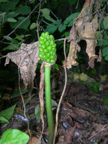 arum italico gigaro bacche immature
