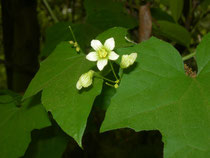 briona alba        fiore