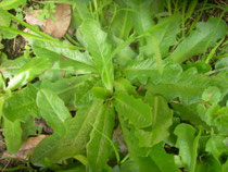 hipochoeris neapolitana costolina piattello ingrassaporci