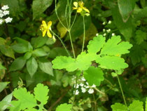 chelydonium mayus chelidonia