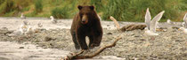 Aha, A Salmon - Katmai National Park, Alaska